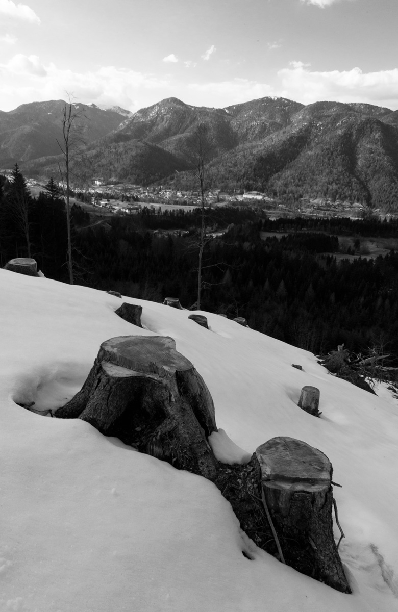 foto in bianco e nero di ceppaie e neve sopra Tarvisio di Tommaso Battisti
