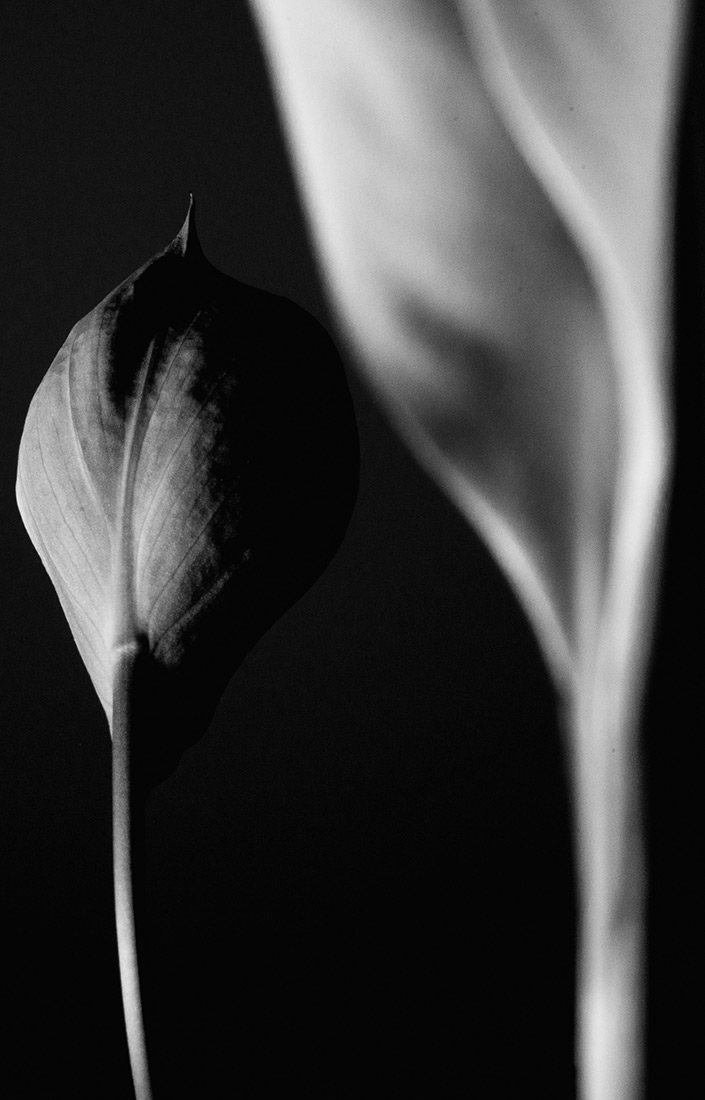 ritratto floreale con calle di Elías Nieva Prieto