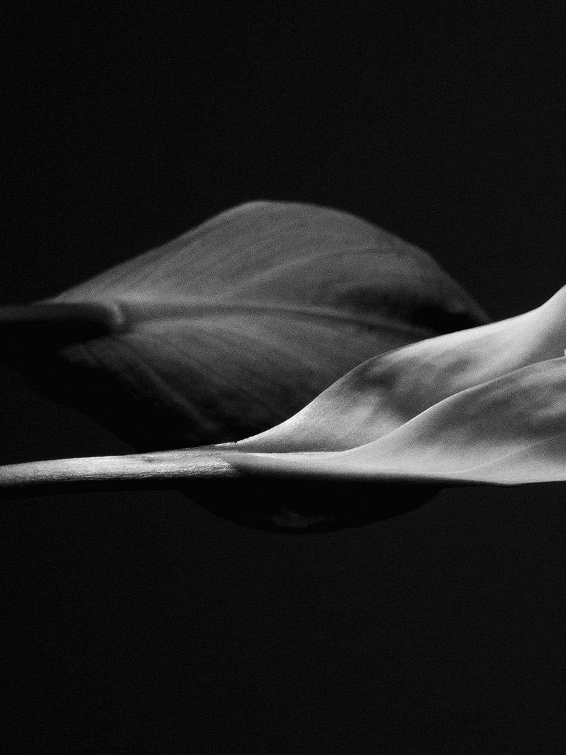 fotografia floreale con calle di Elías Nieva Prieto